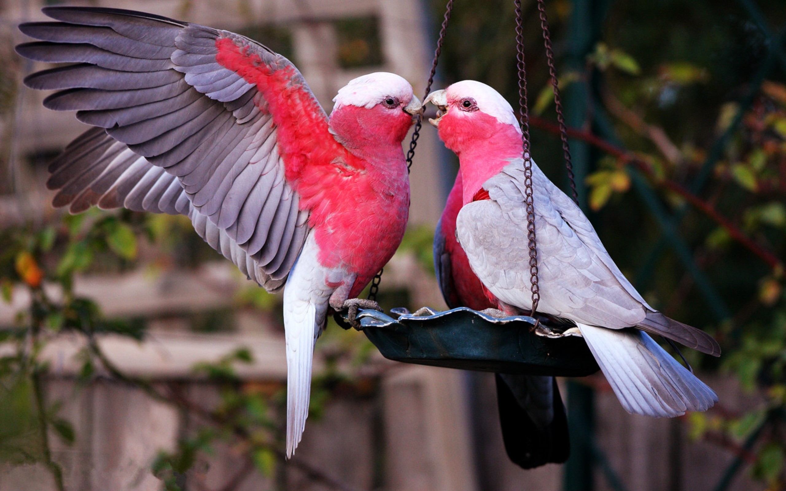 2560x1600, The Most Beautiful Bird Kiss 
 Data Id 268312 - Love Birds Wallpaper Hd - HD Wallpaper 