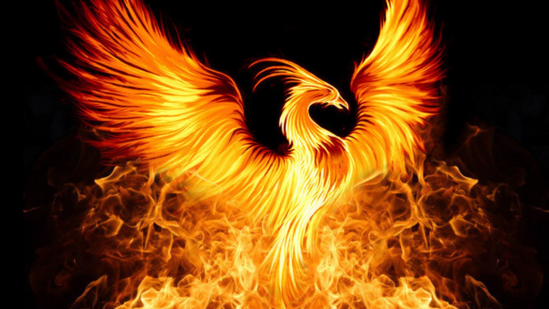 1920x1080, Disclaimer - Fire Rising Phoenix - HD Wallpaper 