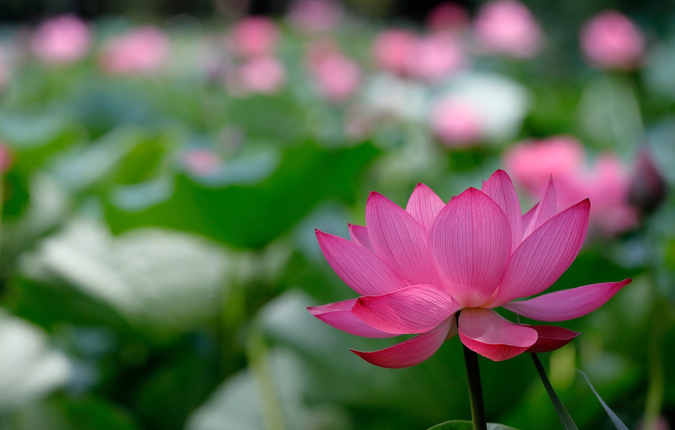 Photo Wallpaper Flower, Nature, Background, Lotus, - Lotus Flower Picture Background - HD Wallpaper 