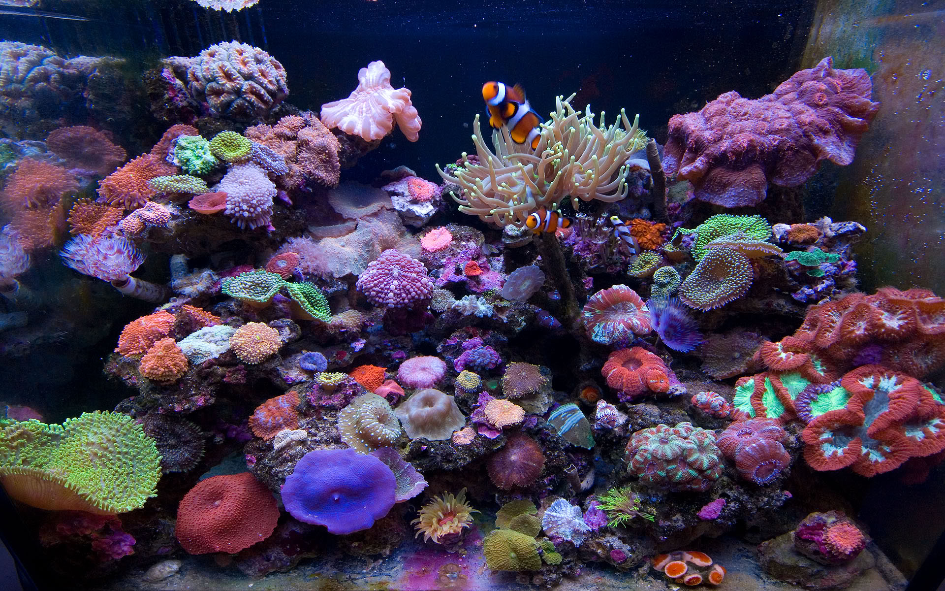 Marine Aquarium Widescreen - Marine Aquarium - HD Wallpaper 