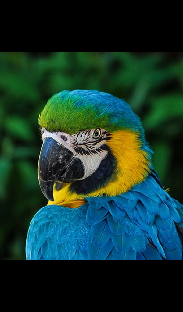 Yellow Blue And Green Parrot - HD Wallpaper 