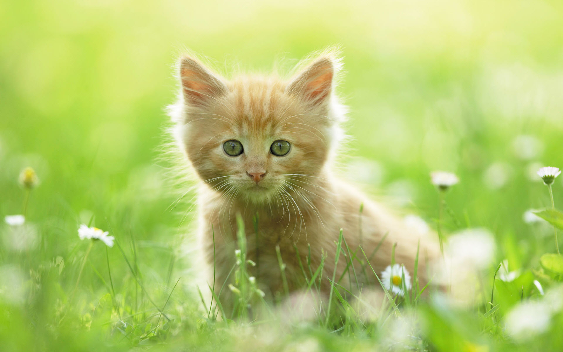 1920x1200, Tags - Cute Kitten Backgrounds - HD Wallpaper 