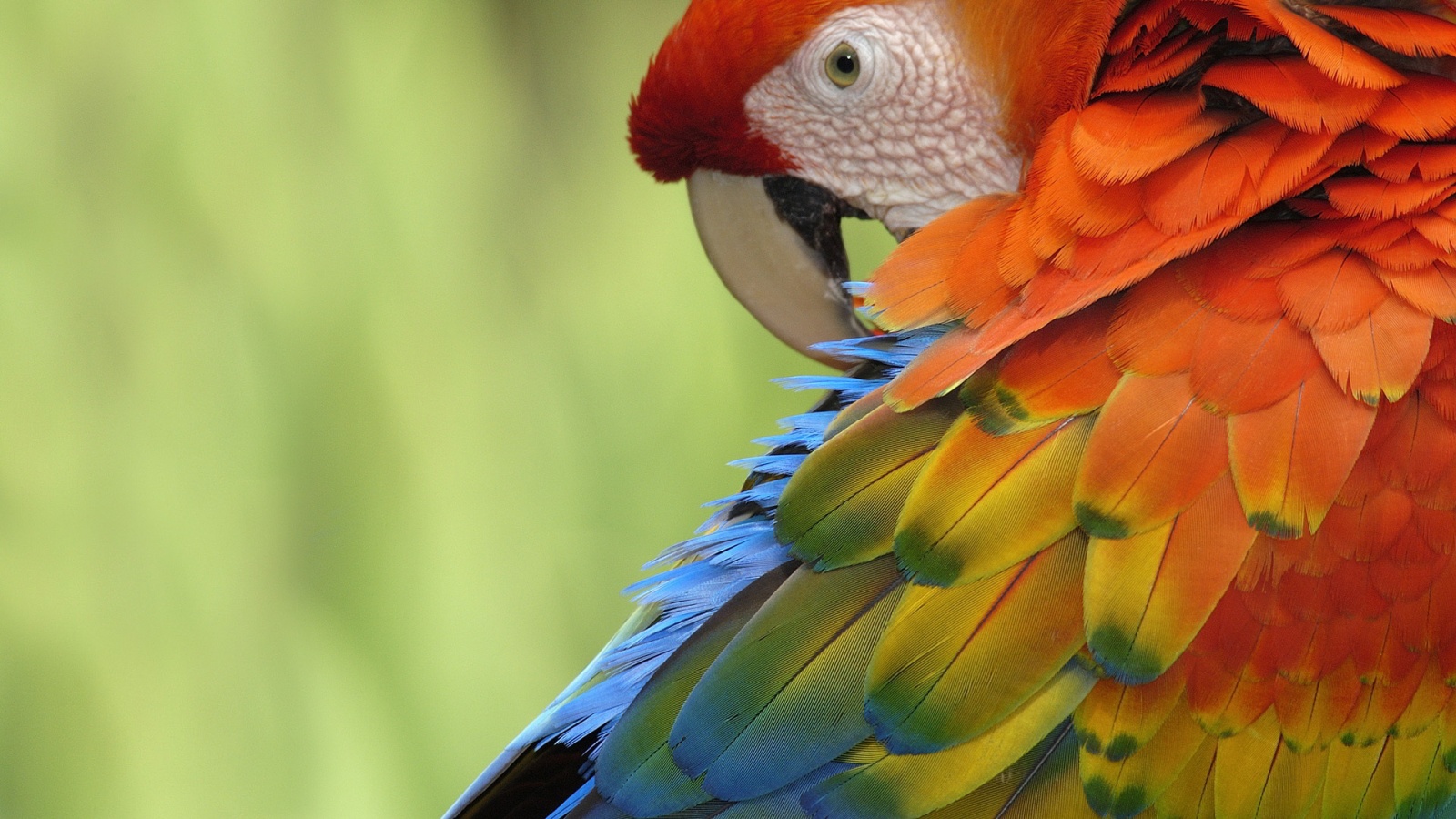 Colorful Parrot Wallpaper - HD Wallpaper 