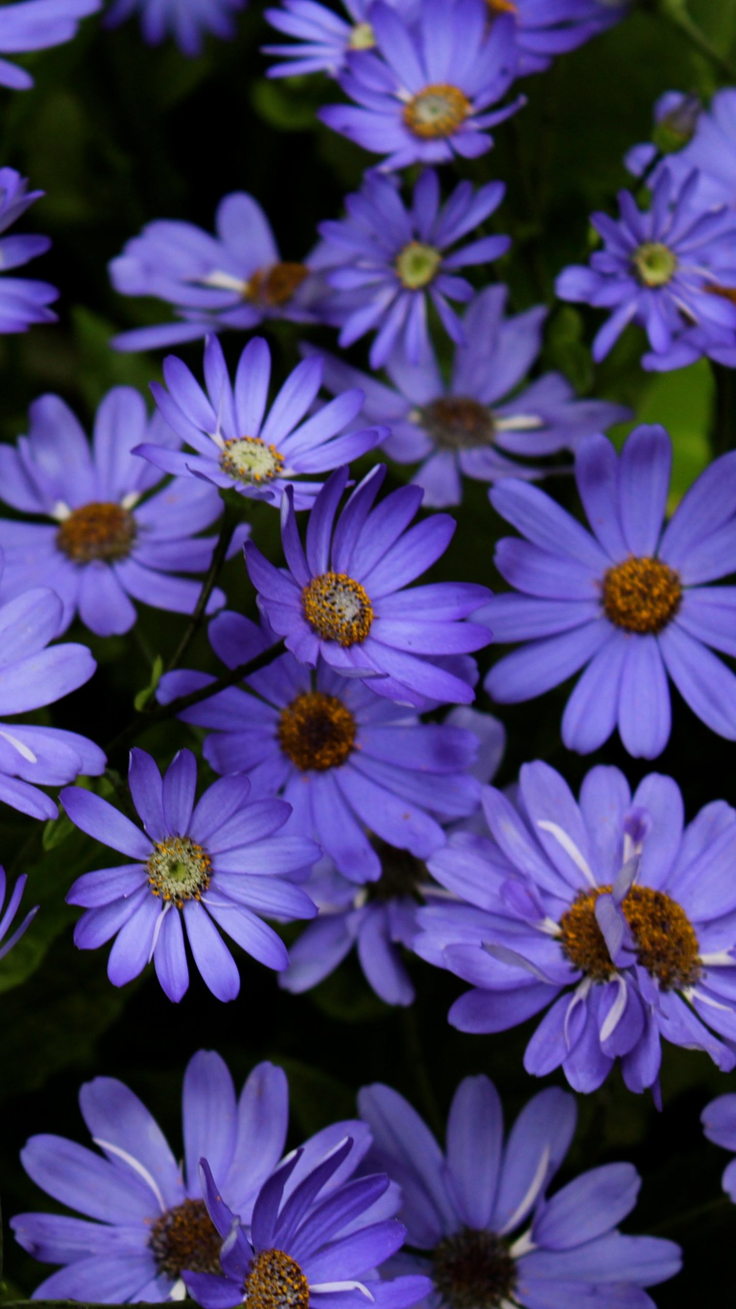 Purple Daisy - HD Wallpaper 
