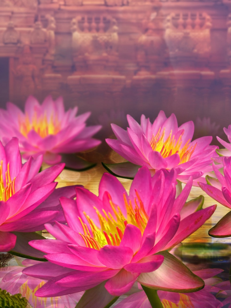 Lotus Flower - HD Wallpaper 