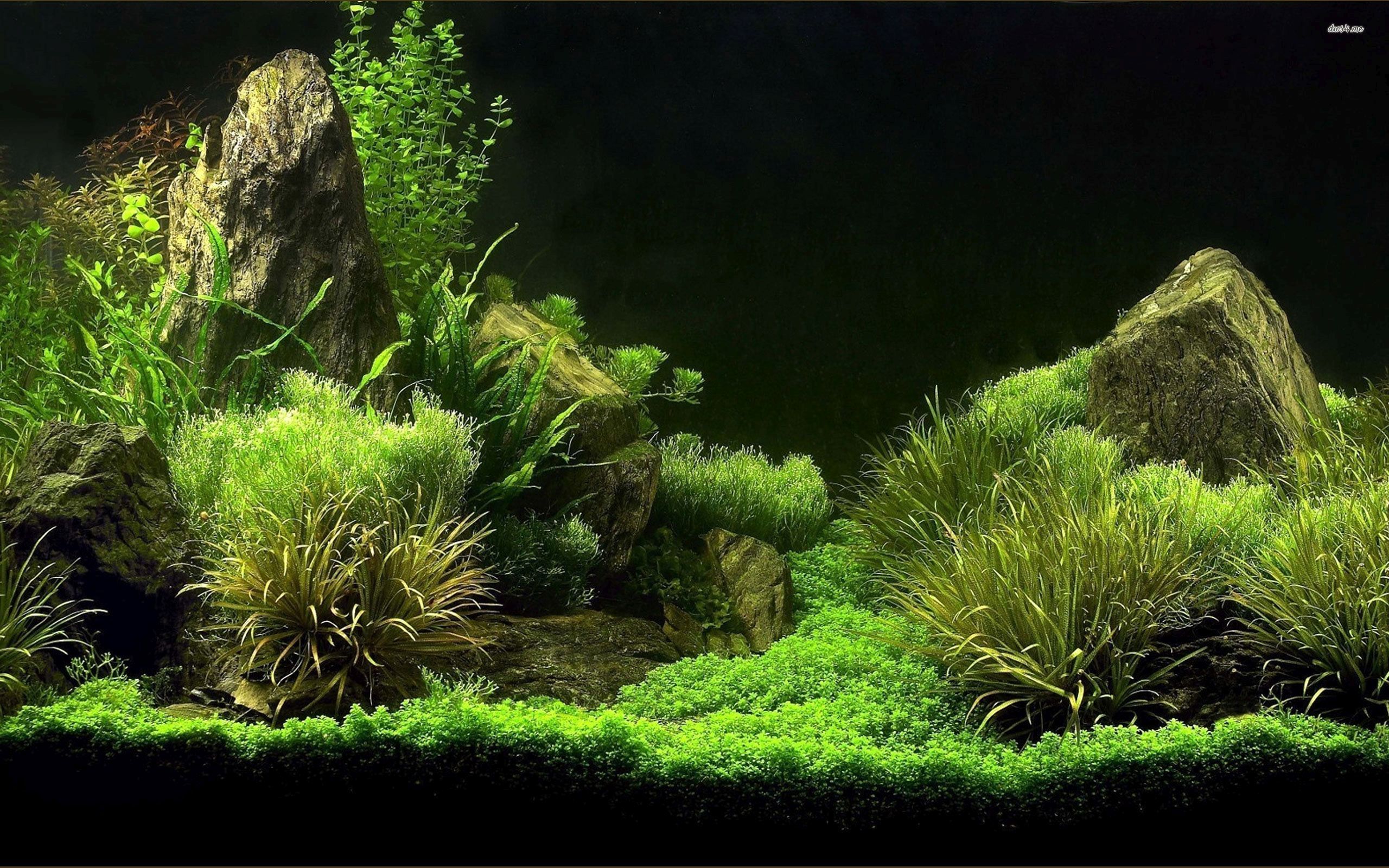 Ultra Hd Aquarium Background - HD Wallpaper 