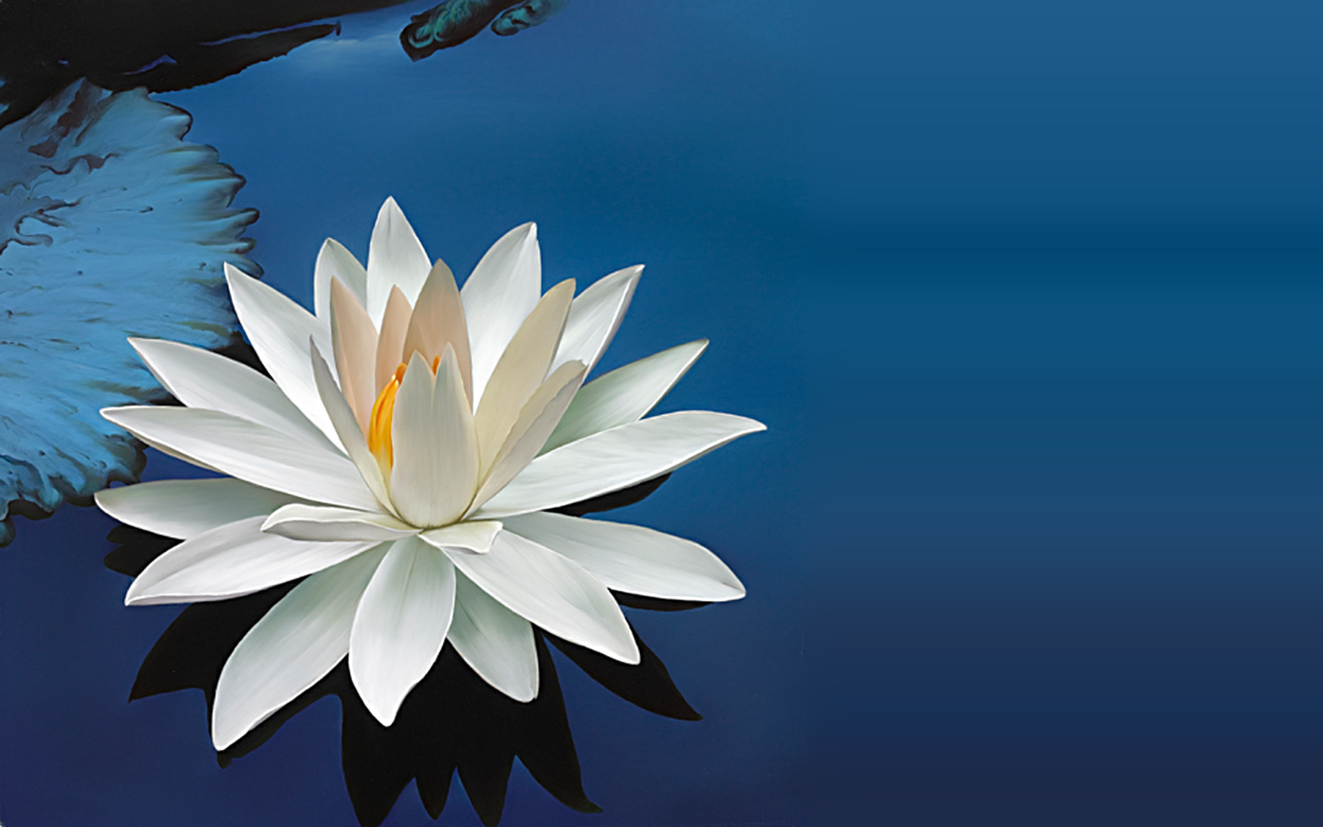 Images Of Lotus Flower - Lotus Desktop - HD Wallpaper 