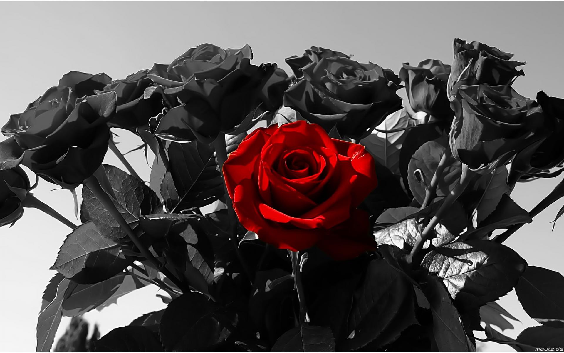 Red And Black Rose Wallpapers 12 Widescreen Wallpaper - Black Roses