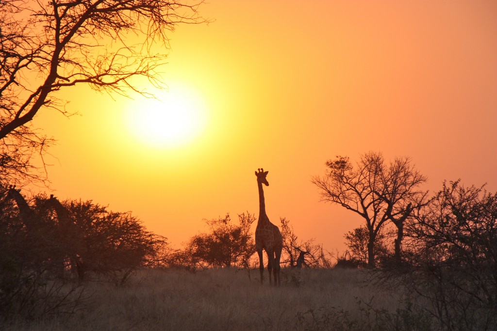 1080p Africa - HD Wallpaper 