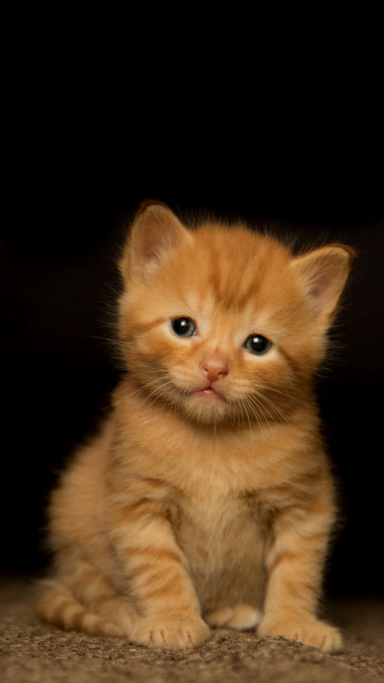 Orange Kitten - Kitten - HD Wallpaper 
