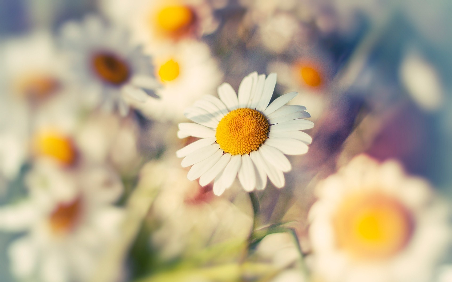 Daisy Wallpaper - HD Wallpaper 