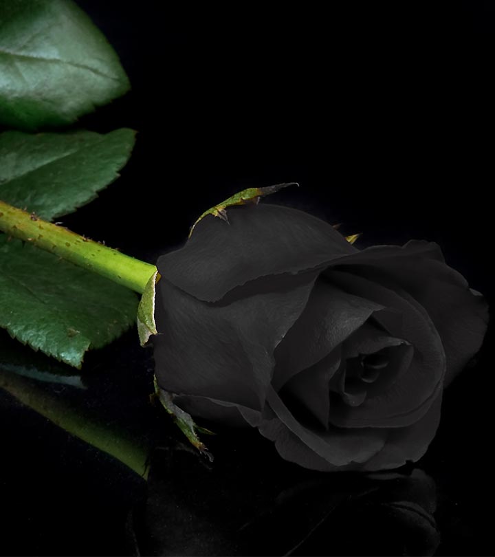 Black Rose Image - Black Rose Images Hd - HD Wallpaper 