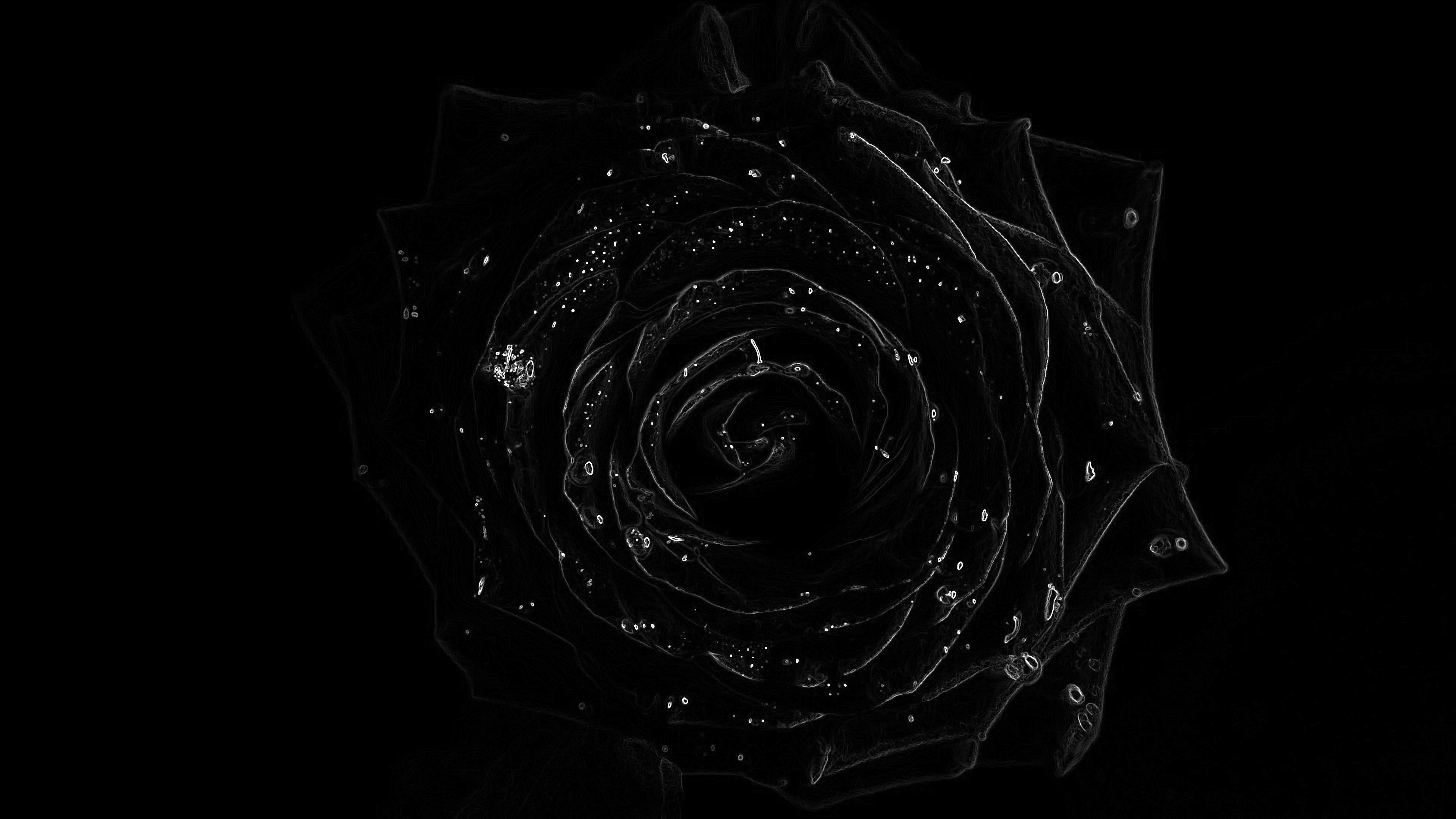 Top Black Rose Wallpaper 3840ã2160 Laptop 
 Data-src - Garden Roses - HD Wallpaper 