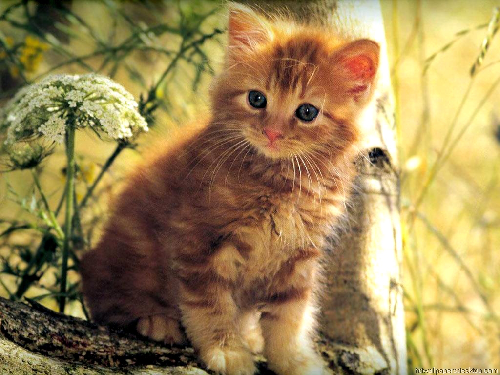 Cat And Kitten Image - Ginger Cats And Kittens - 1024x768 Wallpaper -  