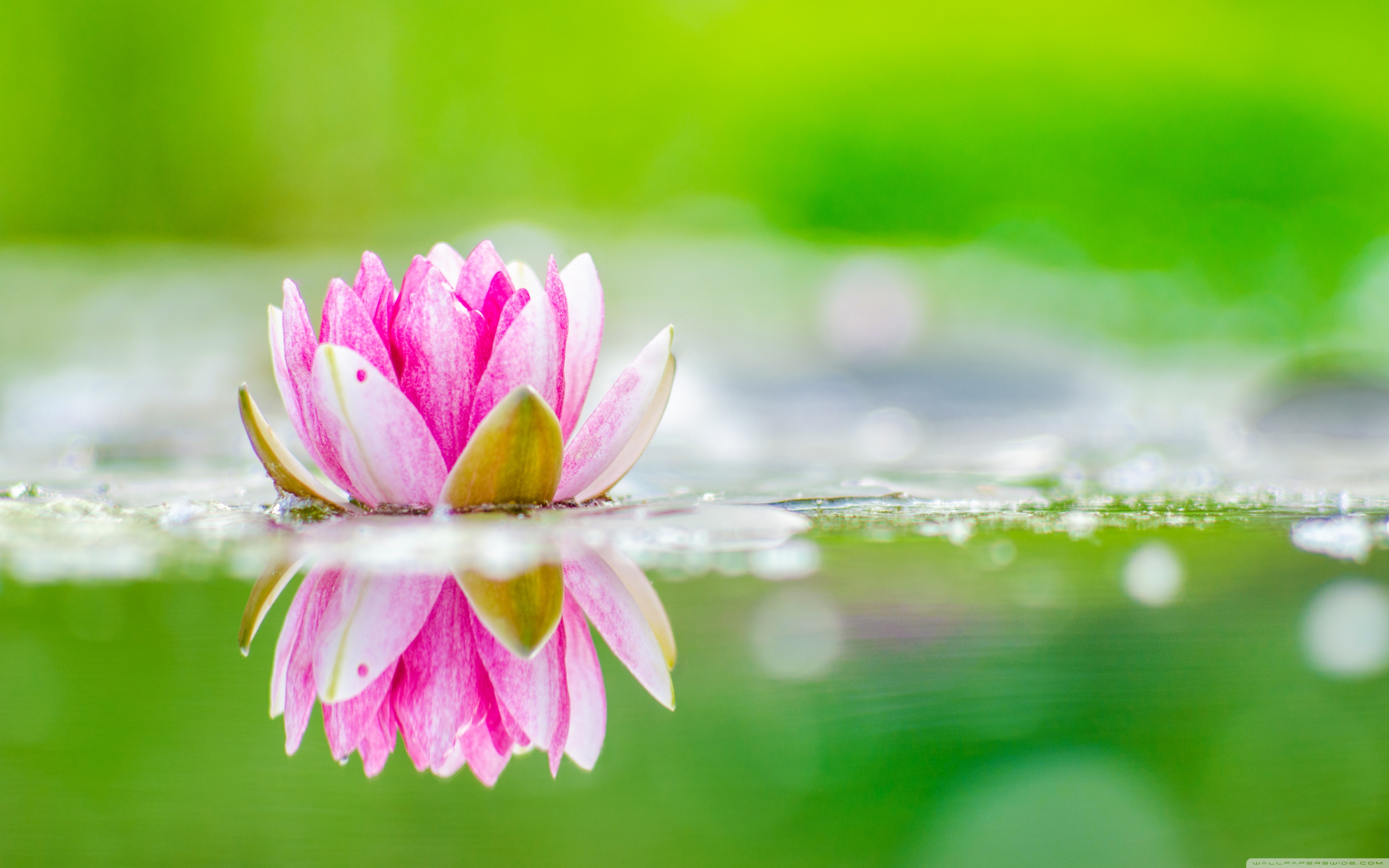 Pink Lotus Flowers With Beautiful Nature Wallpapers - Flower Wallpaper 4k  Nature - 1920x1200 Wallpaper 