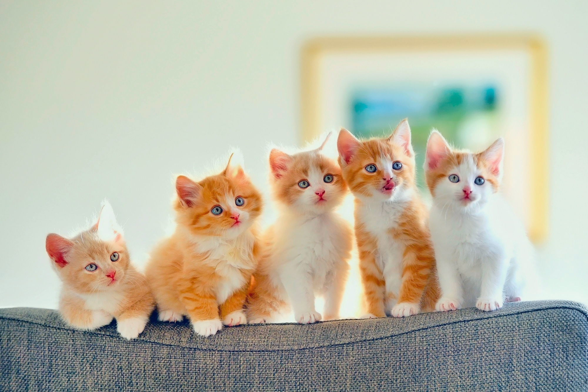 5 Cute Kittens Wallpaper - Kitten Baby Cute Cat - HD Wallpaper 