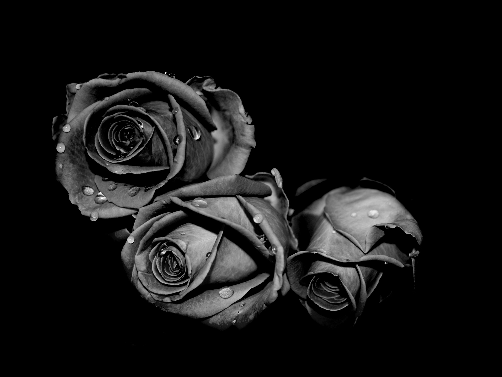 Black Rose Pictures - HD Wallpaper 