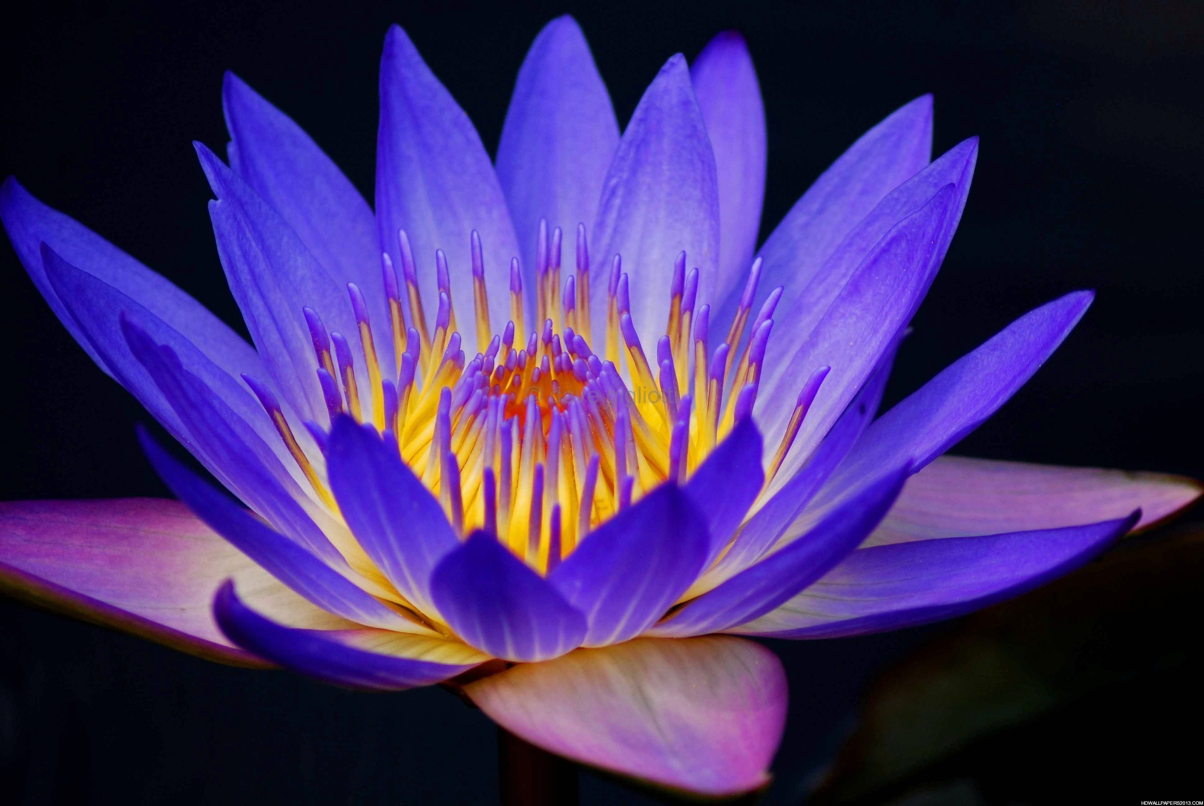 Lotus Flower Wallpapers 1080p Blue - Blue Lotus Flower - HD Wallpaper 