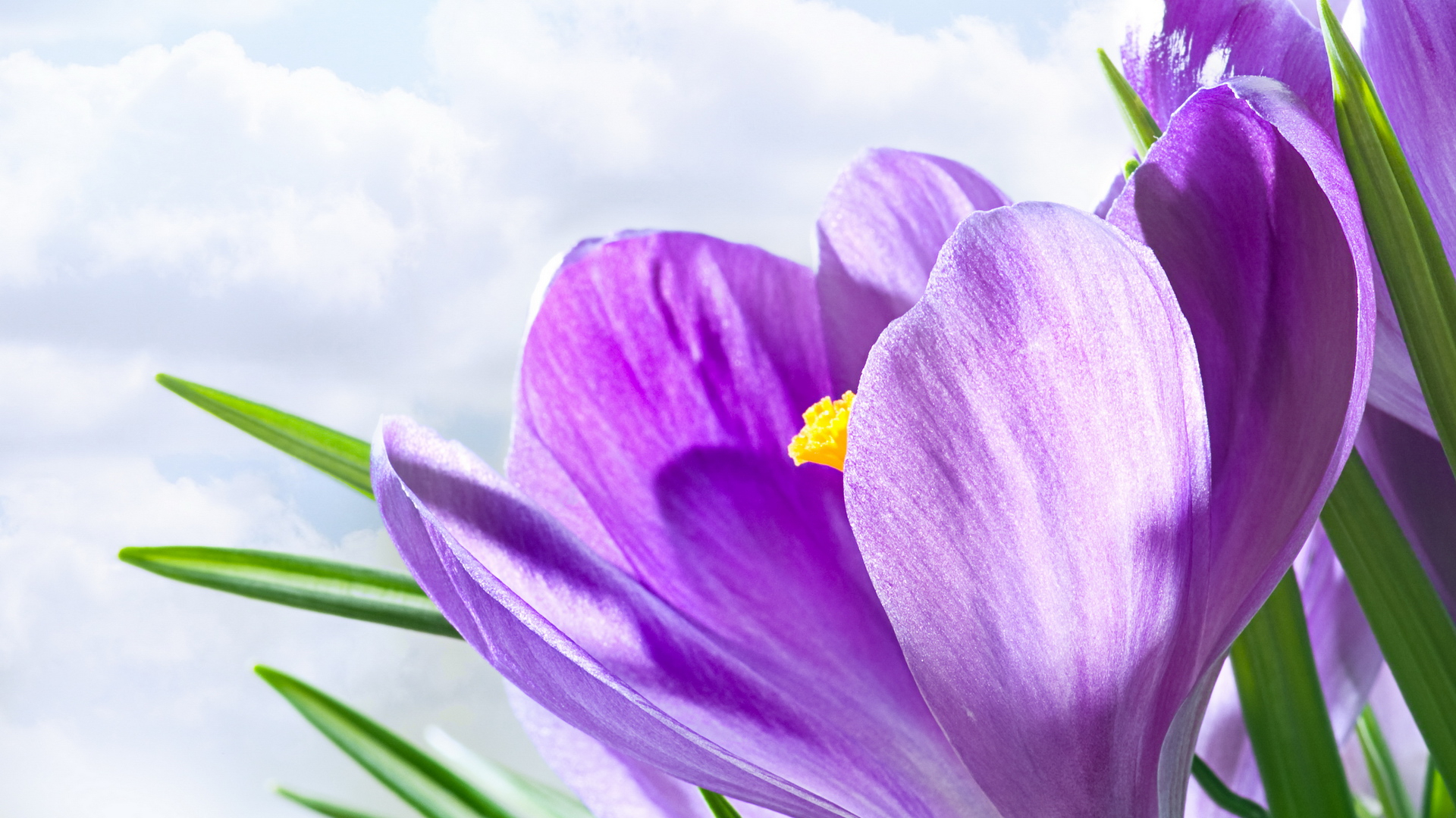 Flowers Hd Wallpapers Full Size - Lavender Flower Images Hd - 1920x1080  Wallpaper 