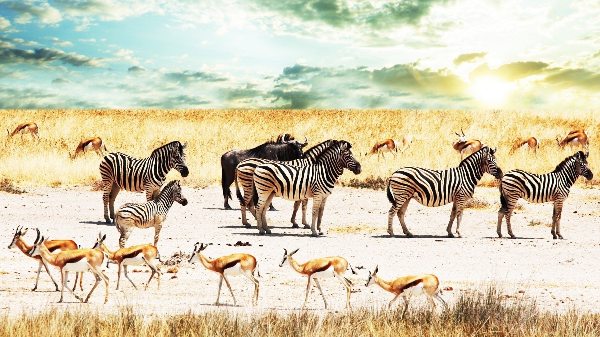 1080p Africa Wallpaper Hd - HD Wallpaper 