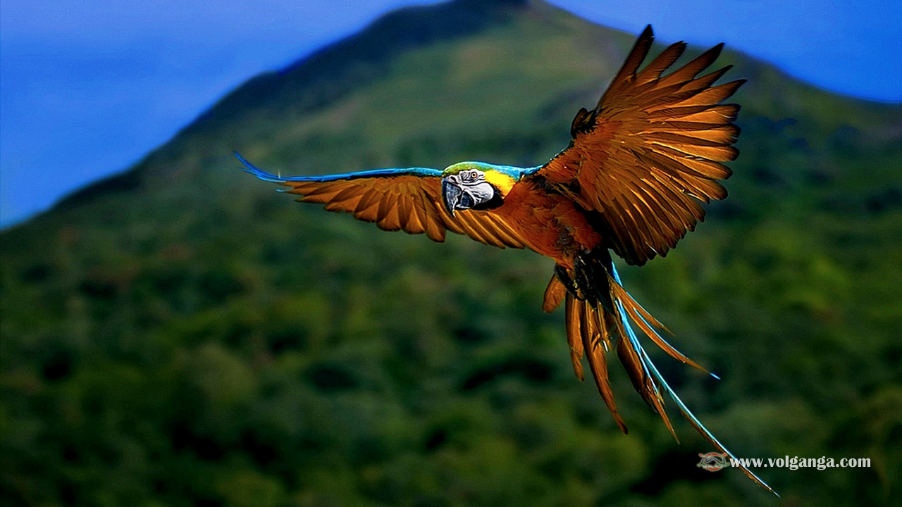 Beautiful Flying Parrot - National Geographic Animal Hd - HD Wallpaper 