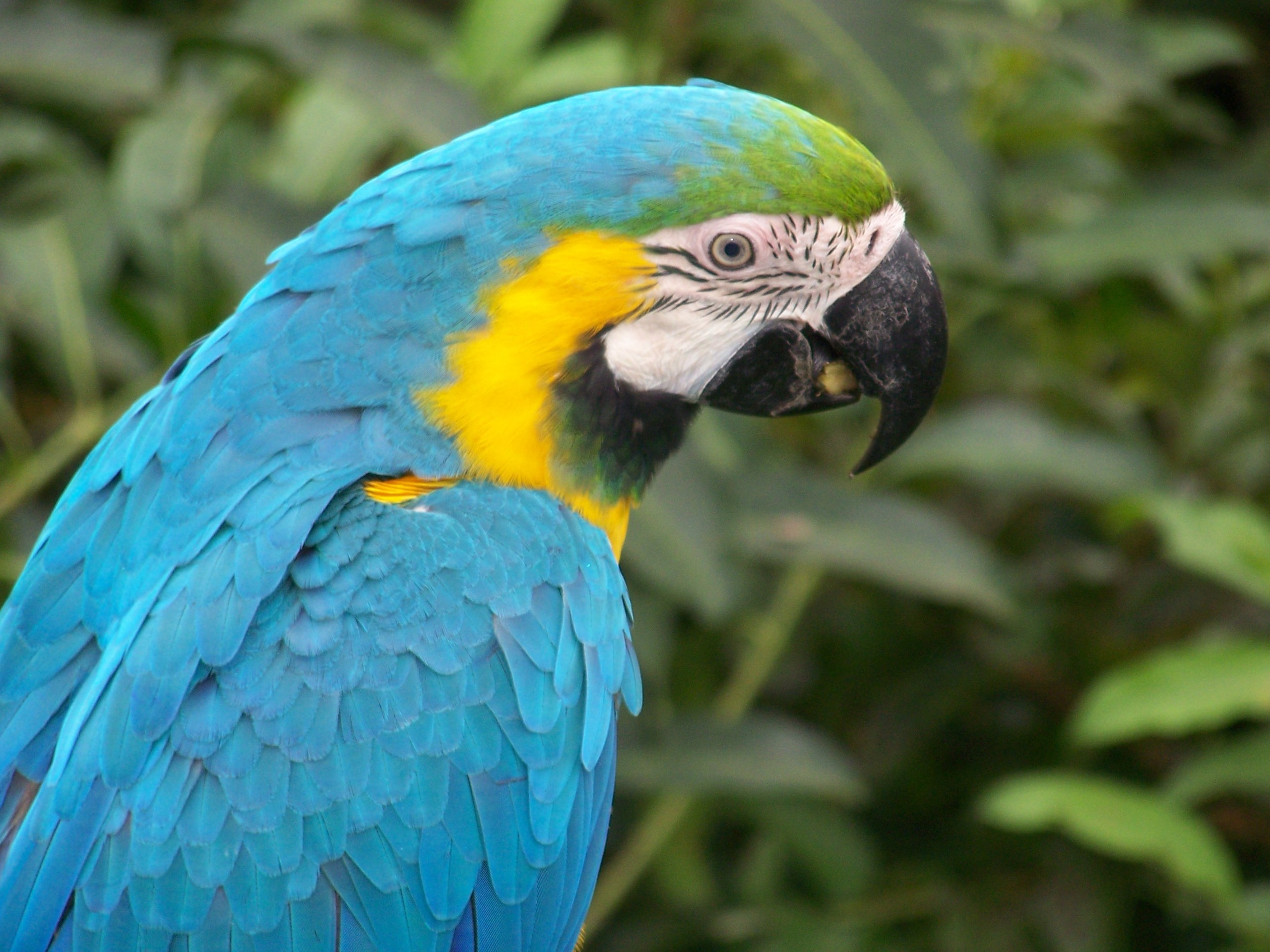 Blue Macaw Parrot Birds Wallpapers - Macaw Parrot - HD Wallpaper 