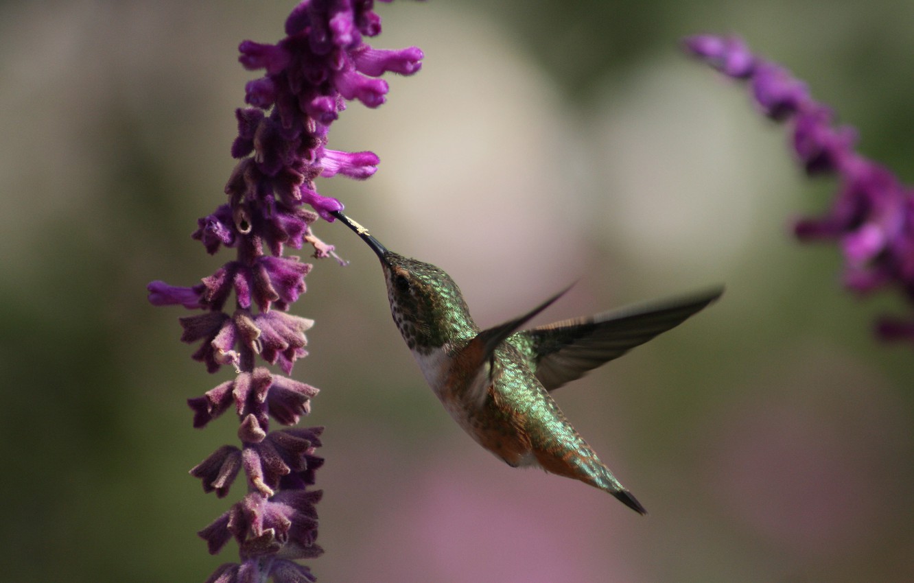 Photo Wallpaper Flowers, Nectar, Hummingbird, Flight, - Papel De Parede Celular Beija Flor - HD Wallpaper 