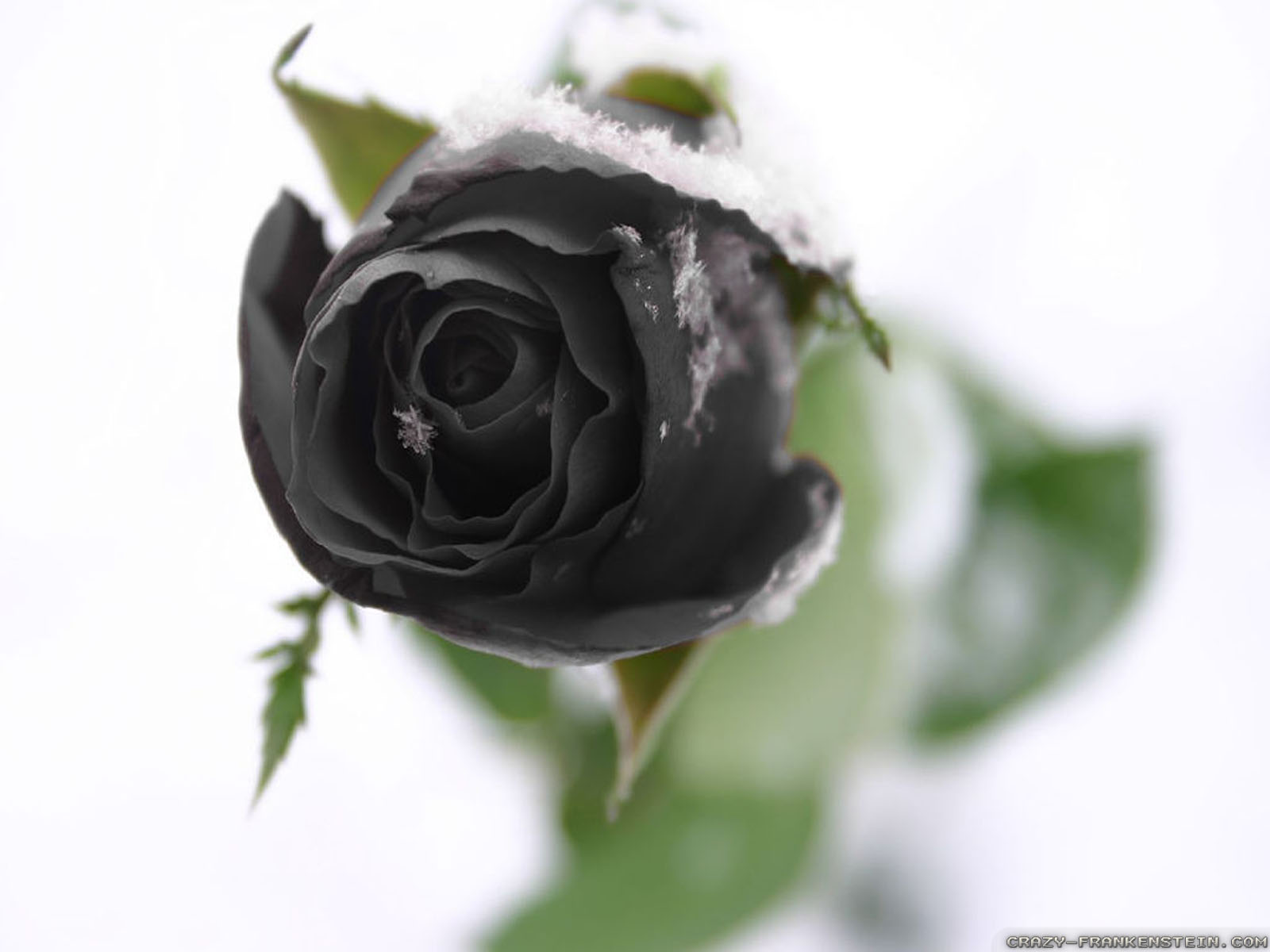 Black Rose Ice - HD Wallpaper 
