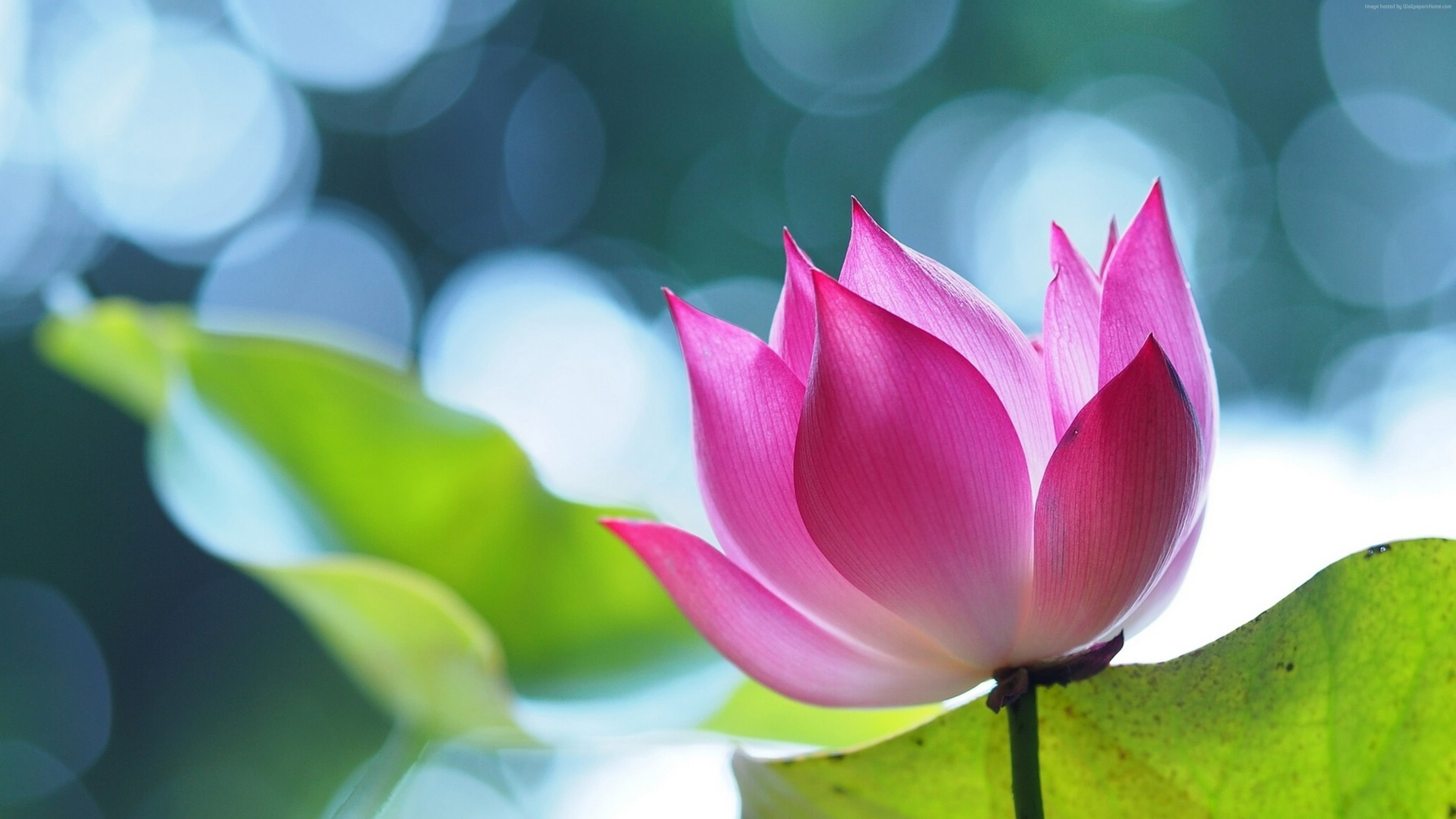 Pink Lotus Flower Uhd 4k Wallpaper - Lotus Flower Hd - HD Wallpaper 