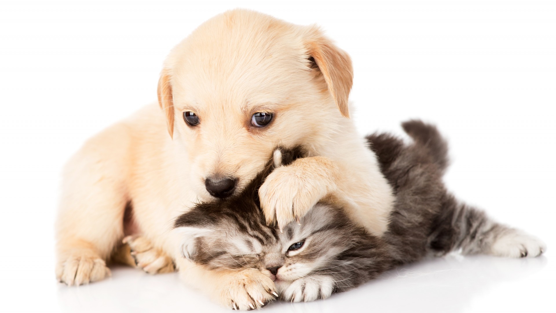 Animal Wallpaper - Hunde Und Katzen Welpen - HD Wallpaper 