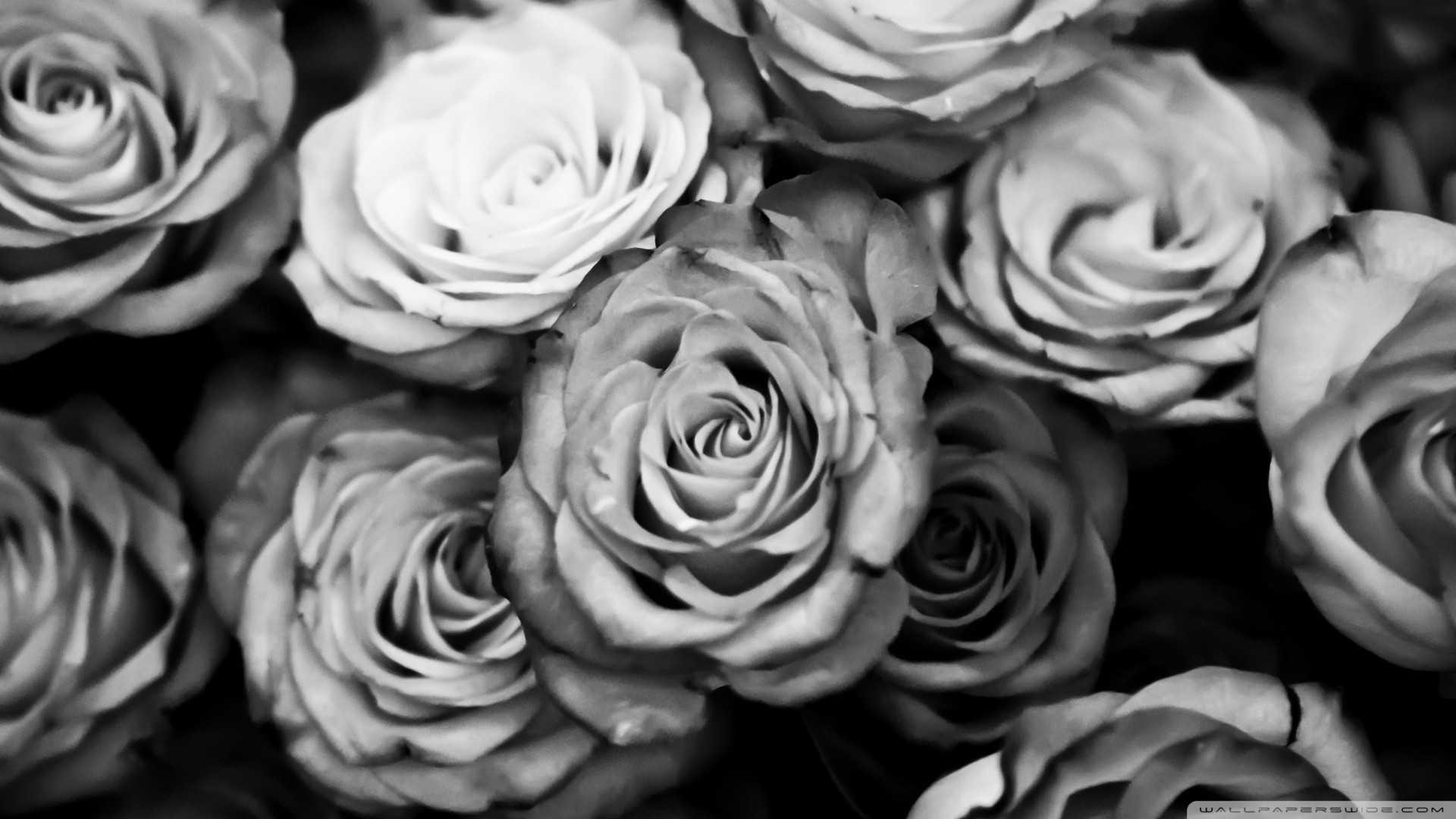 Black Roses Wallpaper Tumblr 
 Src Vertical Black Roses - Roses Wallpaper Black And White - HD Wallpaper 