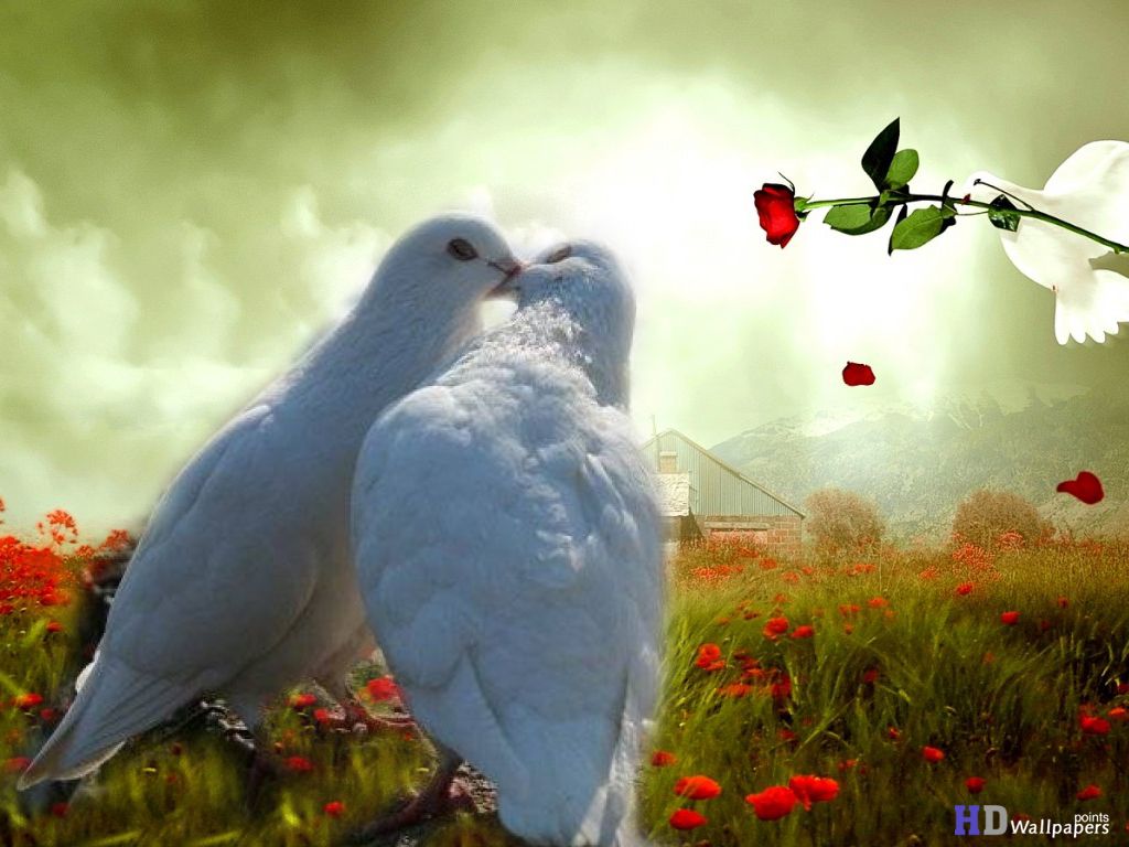 Romantic Kiss Love Birds - HD Wallpaper 