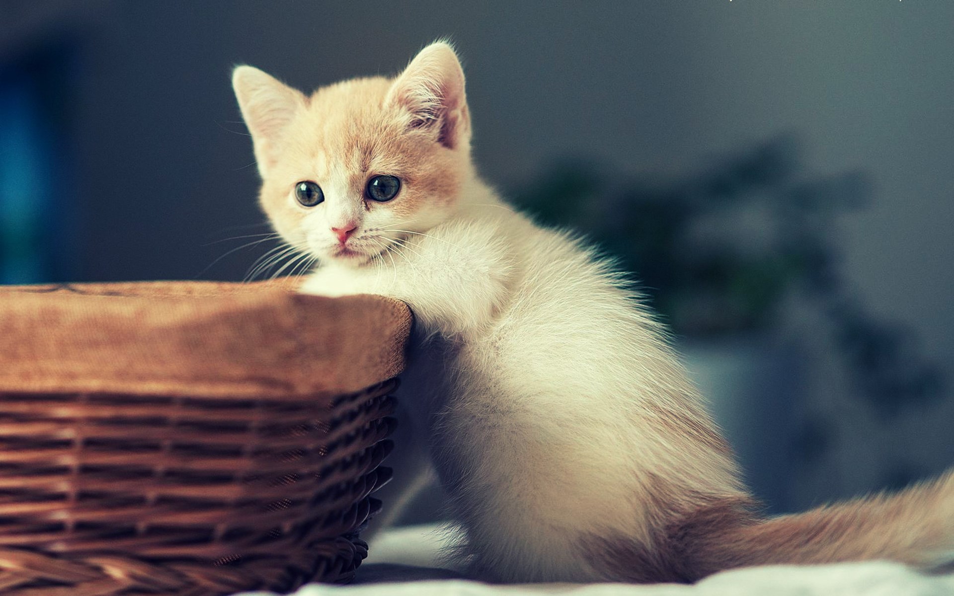 Cute Kitten Images Hd - HD Wallpaper 