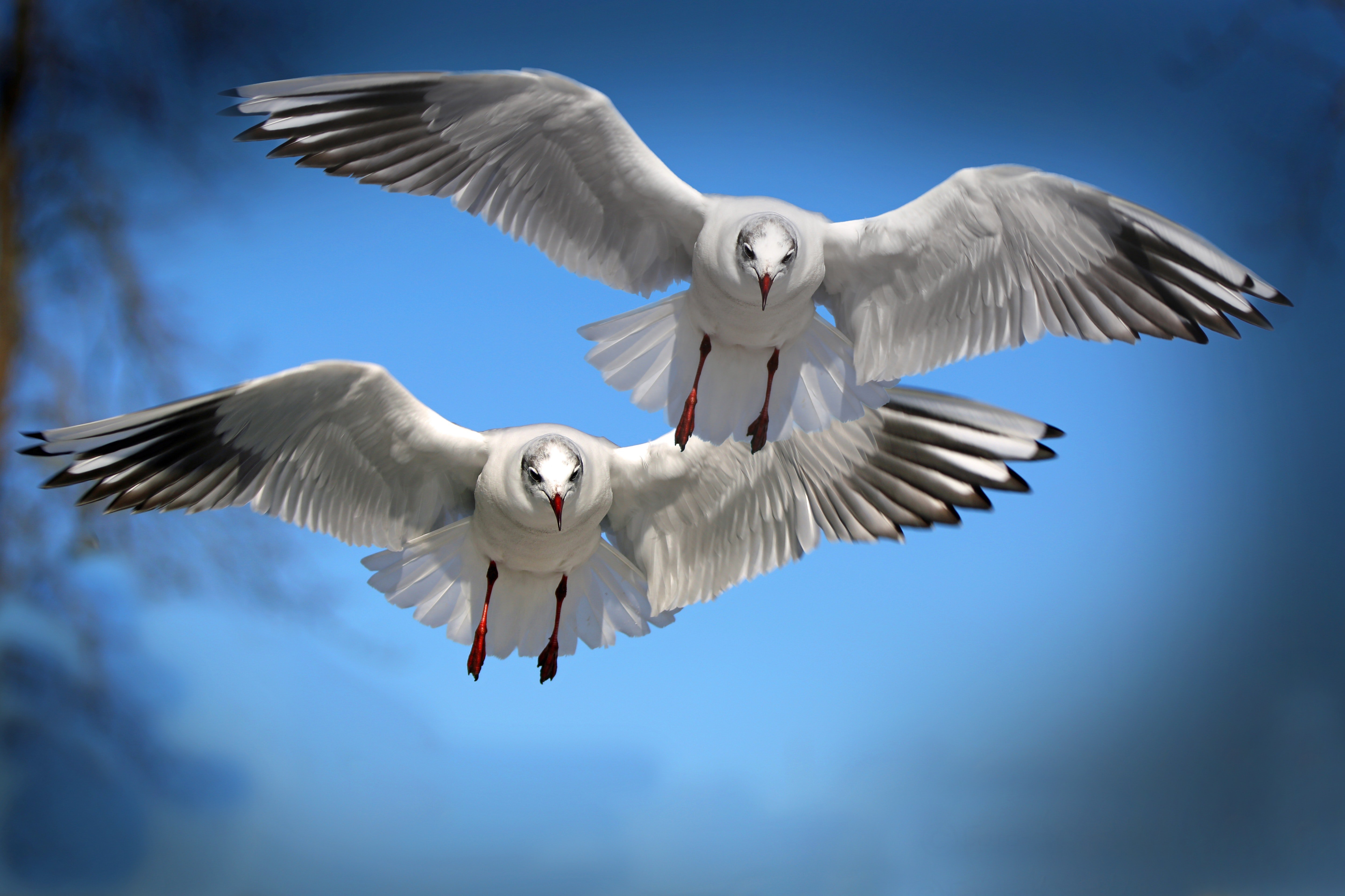 Birds Images Download Free - HD Wallpaper 