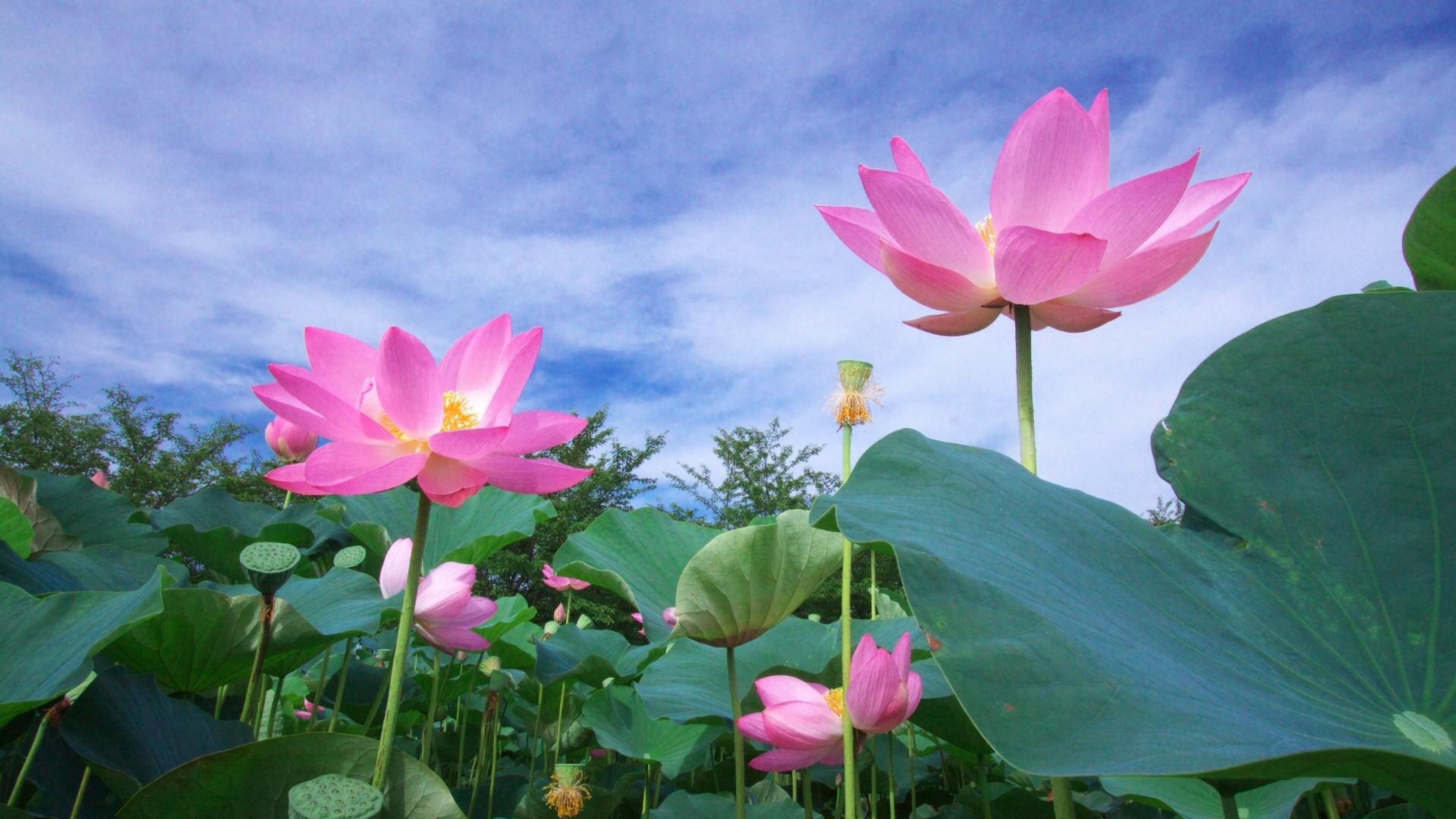 Lotus Flower Wallpaper Hd Desktop - 3840x2160 Wallpaper - teahub.io