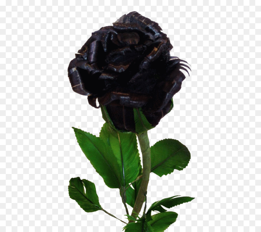 Black Rose Flower Desktop Wallpaper Yellow, Png, 538x800px, - Black Rose Seed - HD Wallpaper 