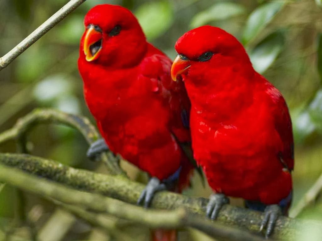 Hd Red Parot Birds Wallpaper - Birds Images Hd - HD Wallpaper 