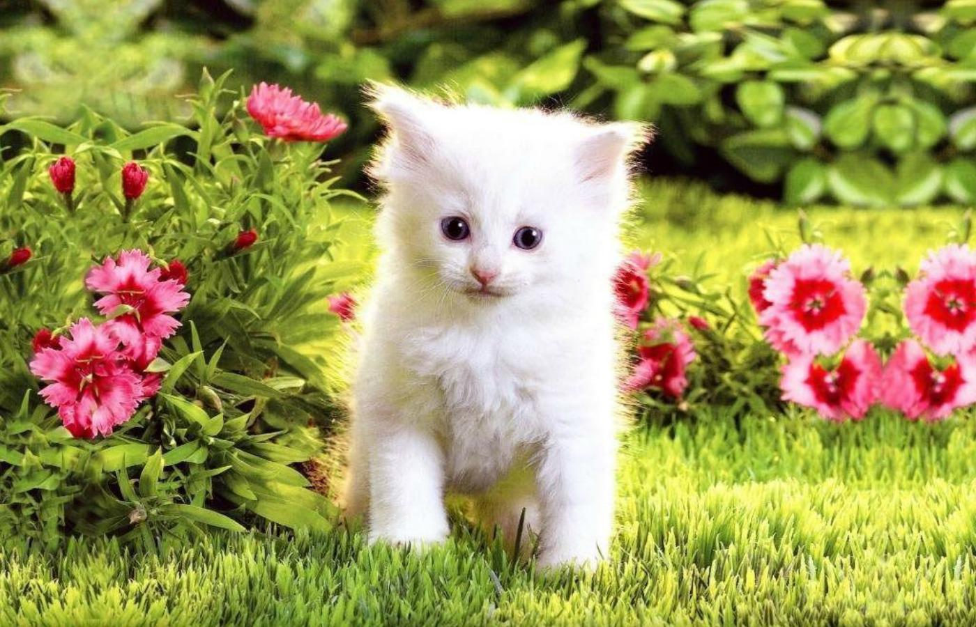 Hite Cats And Kittens Wallpapers Hd Wallpaper, Background - White Cats And Kittens - HD Wallpaper 