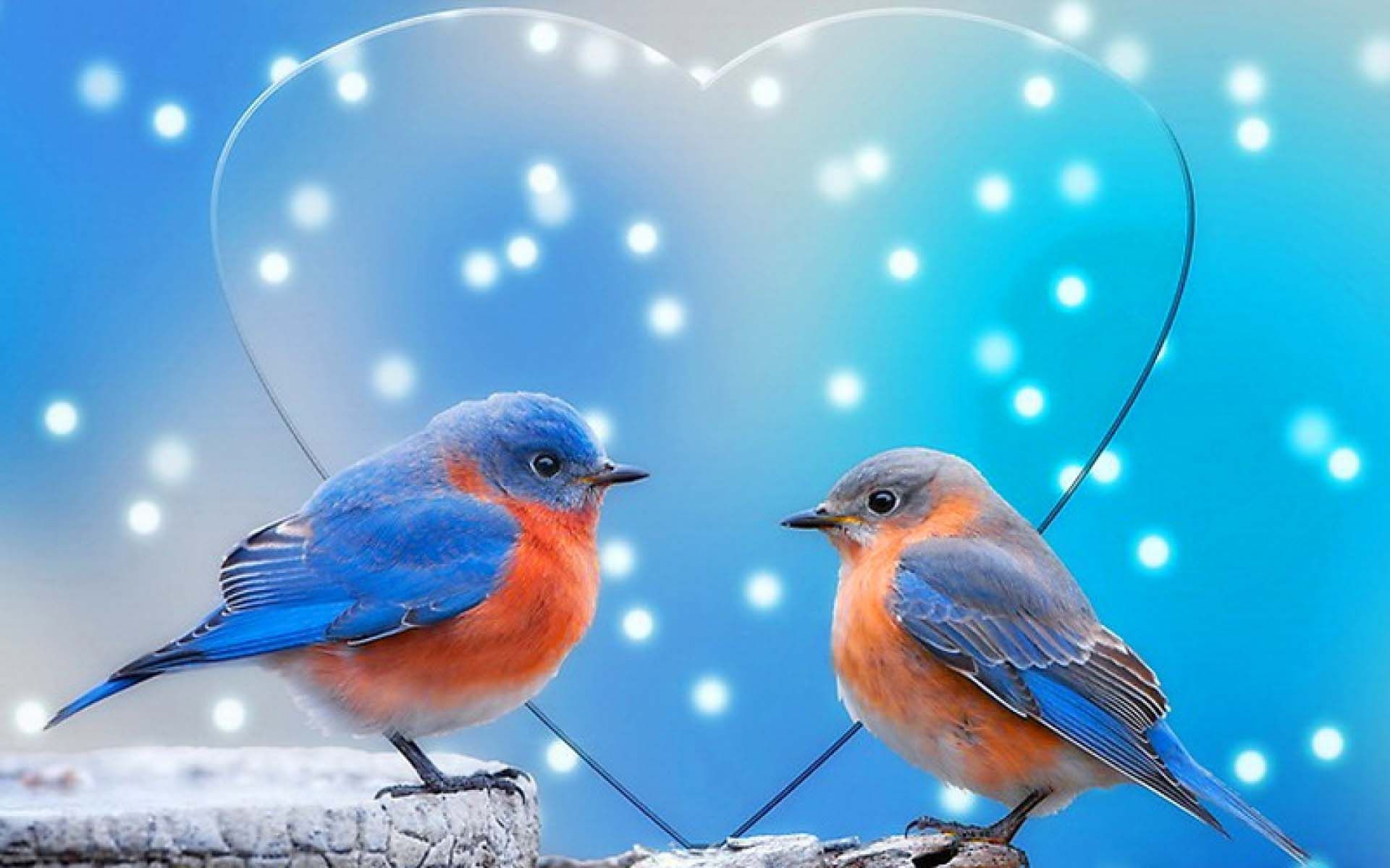 Sparrow Love Birds Image 051 Wallpaper - Love Birds Wallpapers For Mobile - HD Wallpaper 