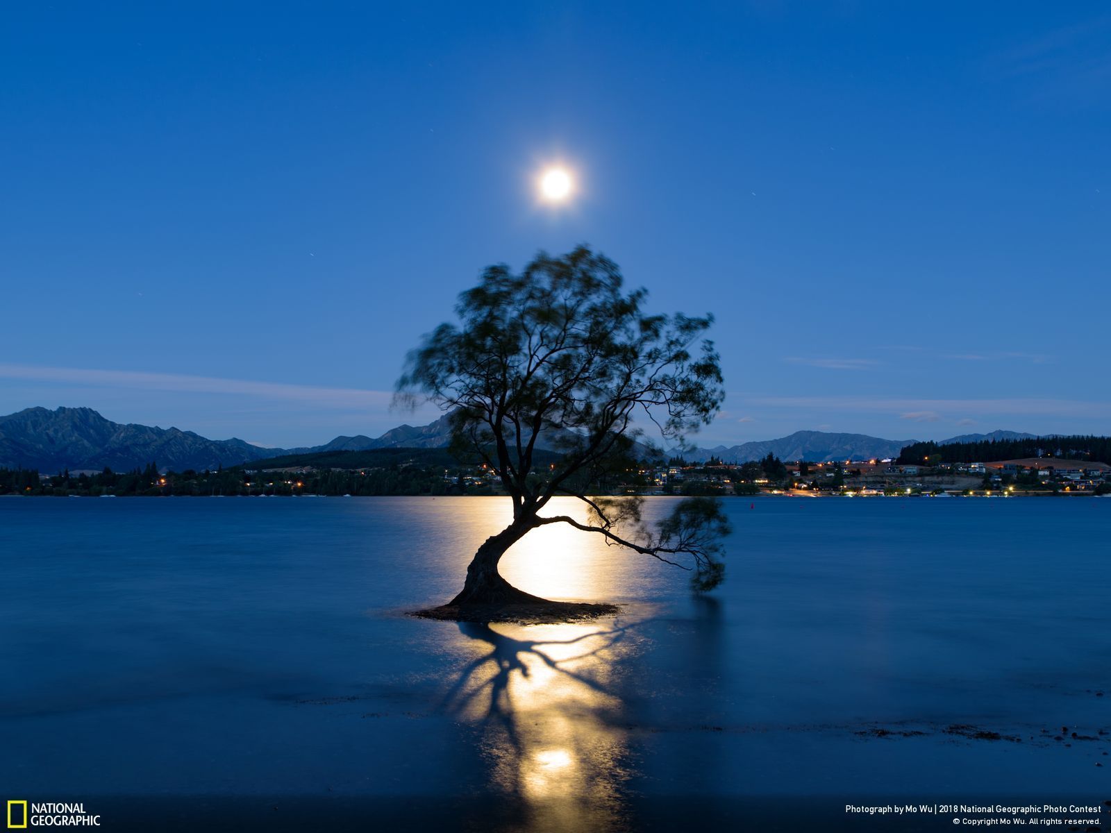 Most Famous Tree In New Zealand - HD Wallpaper 