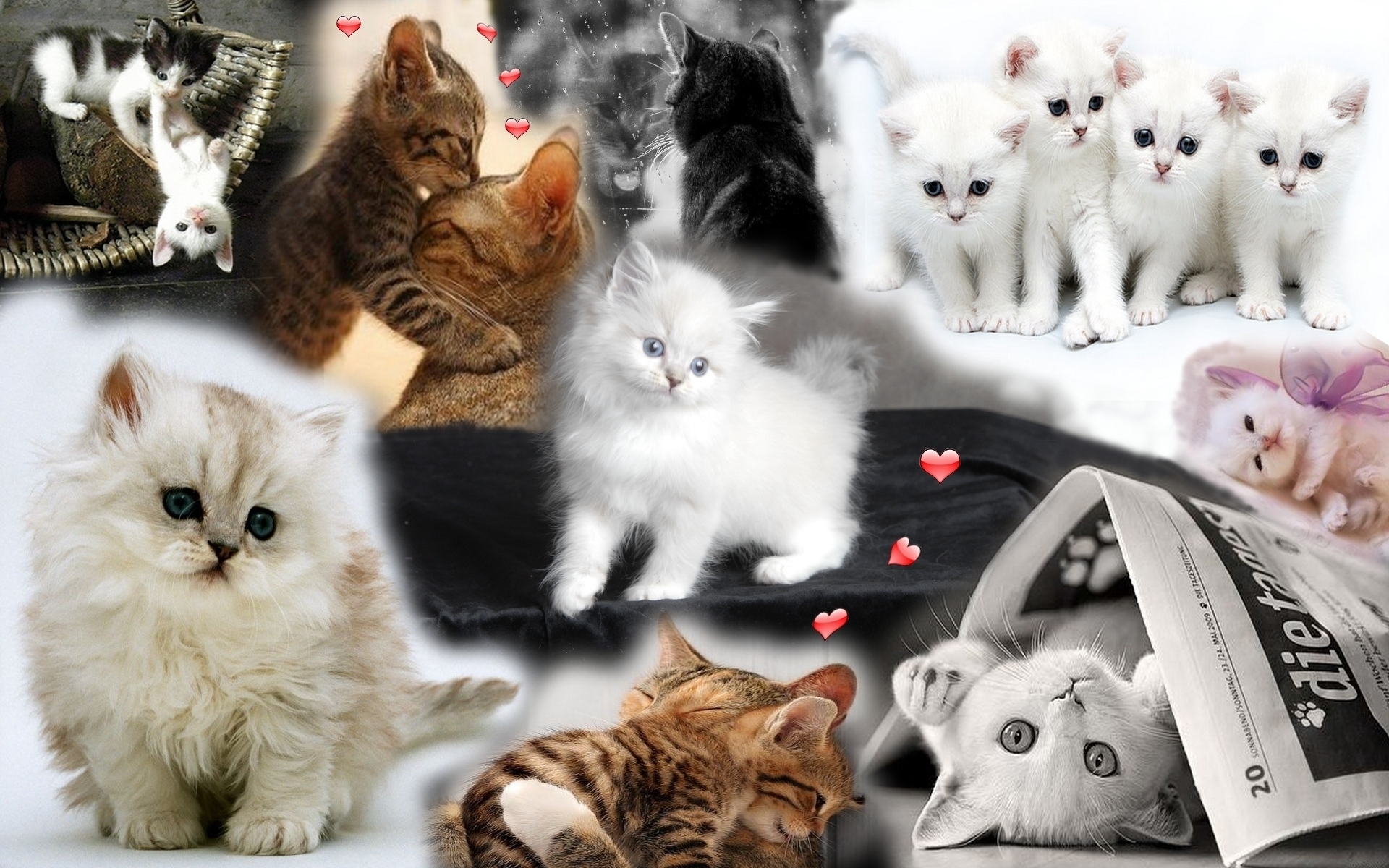 Cute Kitten - Cute Kitten Collage - HD Wallpaper 