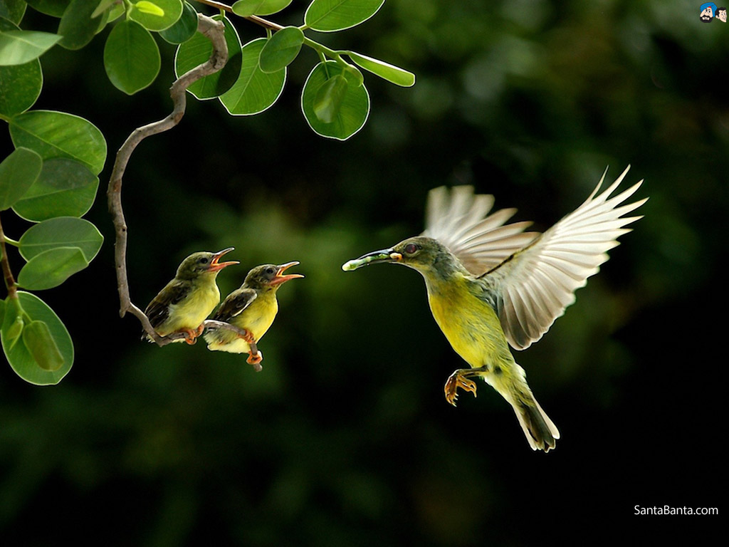Bird Images Hd Download - HD Wallpaper 