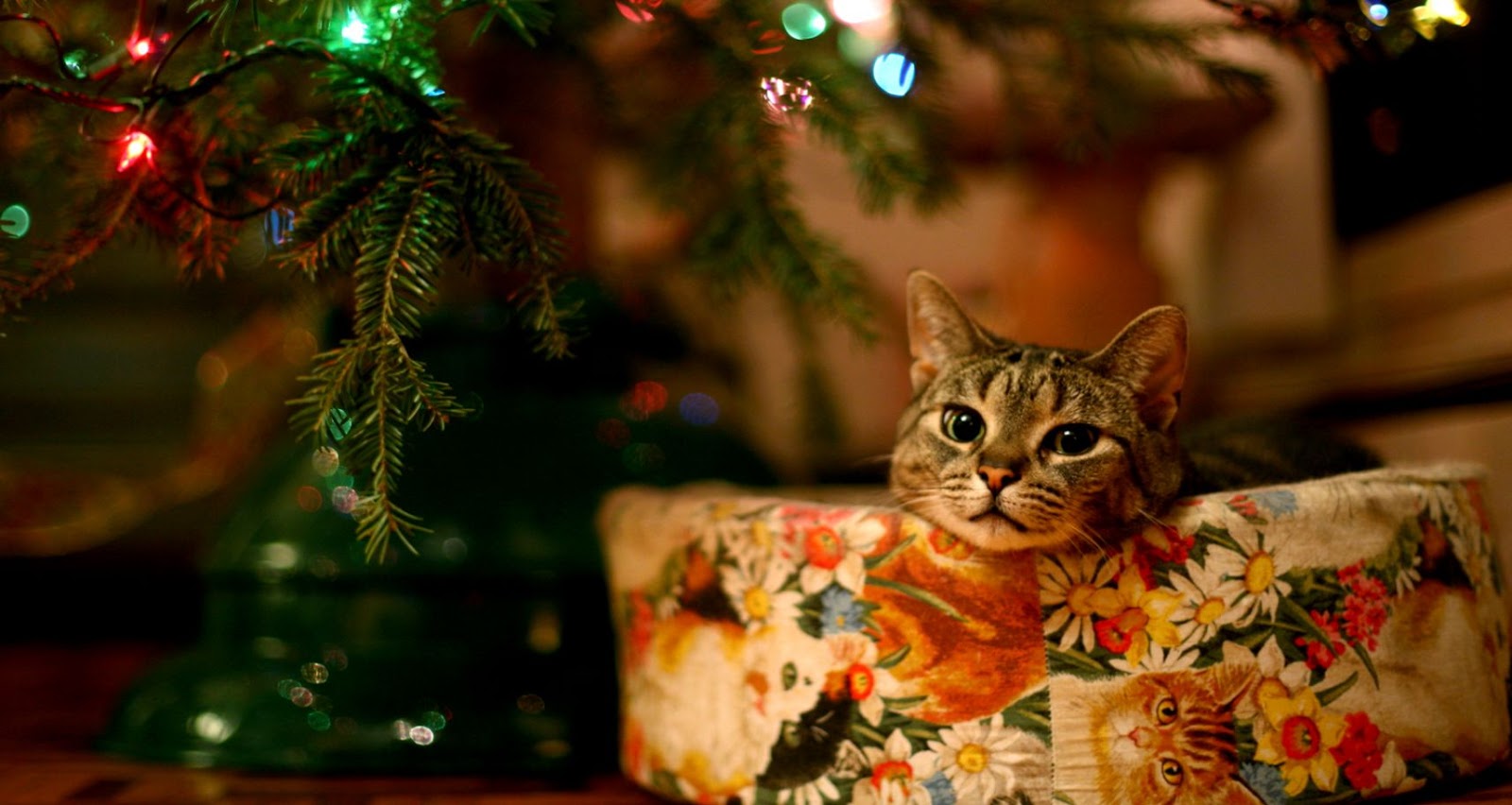 Cat Under Christmas Tree Hd Cat Wallpapers Kittens - Christmas Tree Wallpaper Cat - HD Wallpaper 