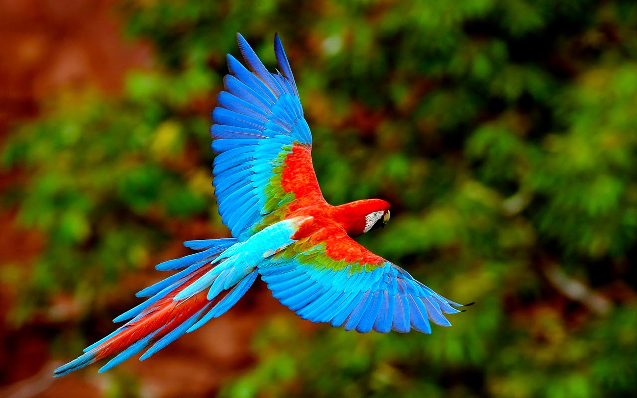 Colorful Birds - HD Wallpaper 
