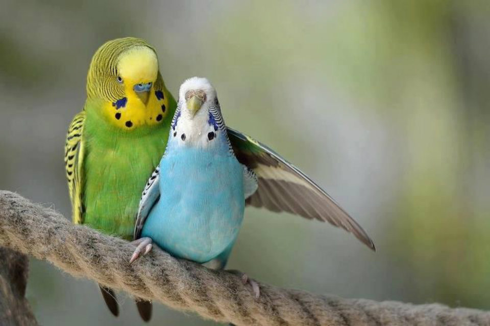 Outstanding Love Bird Wallpaper Te love Birds Hd Wallpapers - Cute Love  Birds - 960x640 Wallpaper 