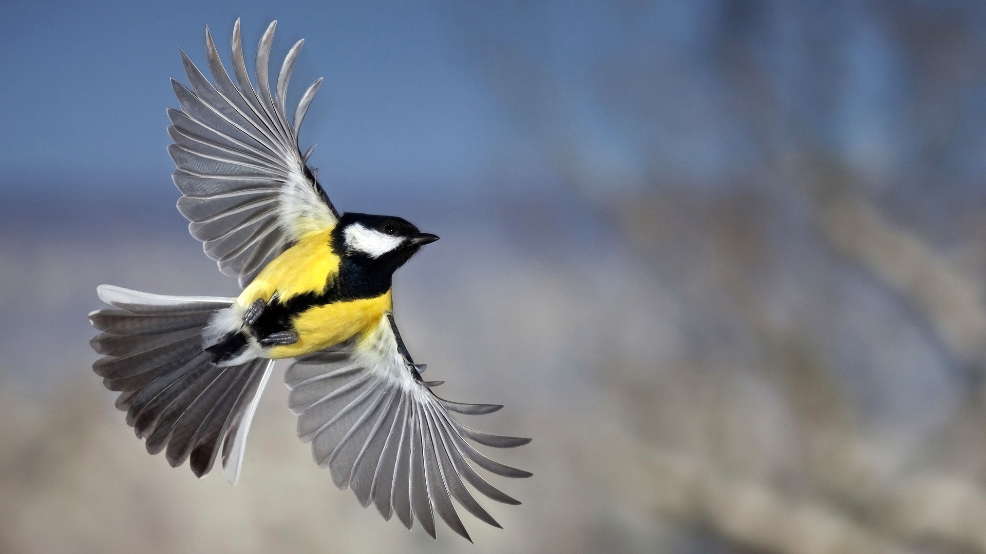 Hd 3d Birds Wallpaper - Honesty Sets You Free - 1920x1080 Wallpaper - Hd 3d Birds Wallpaper - Honesty Sets You Free - 1920x1080 Wallpaper -