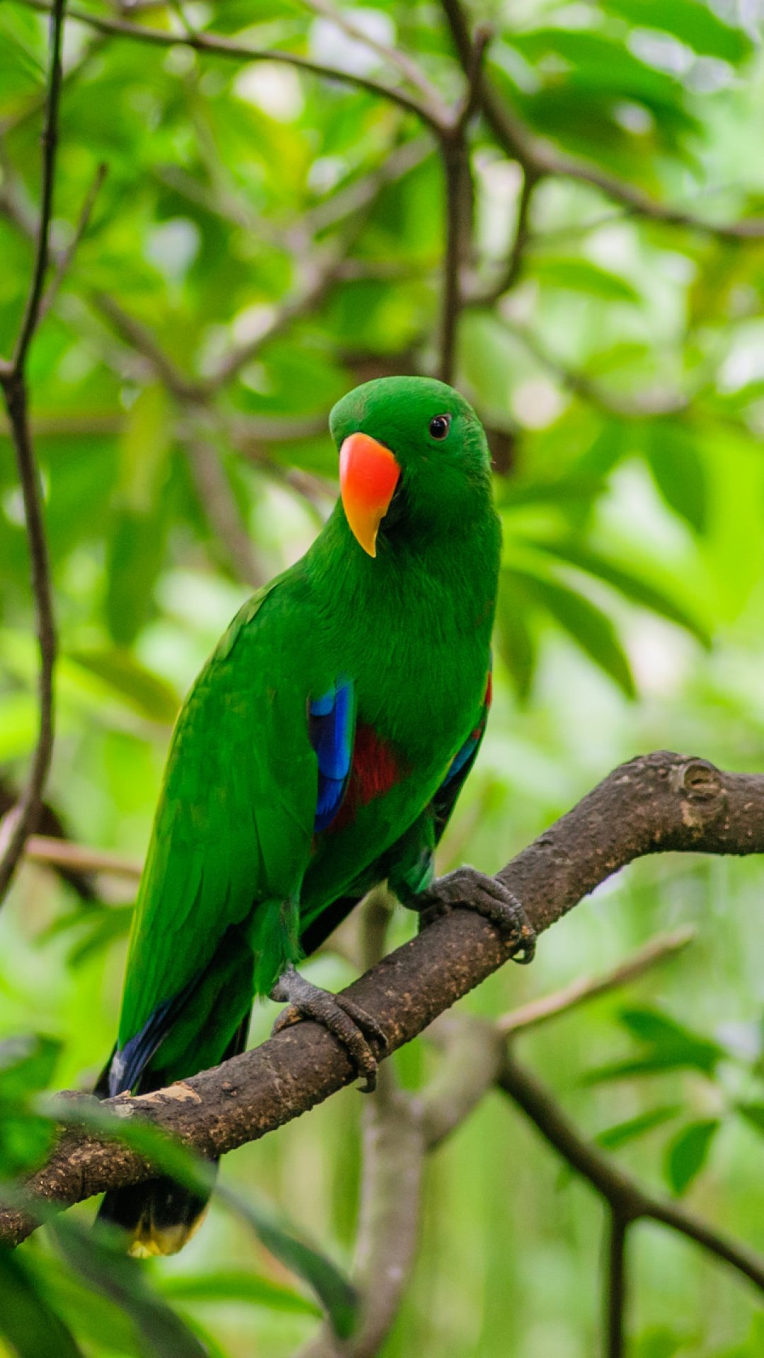 Birds Hd Wallpapers For Mobile - Parrot In The Forest - HD Wallpaper 