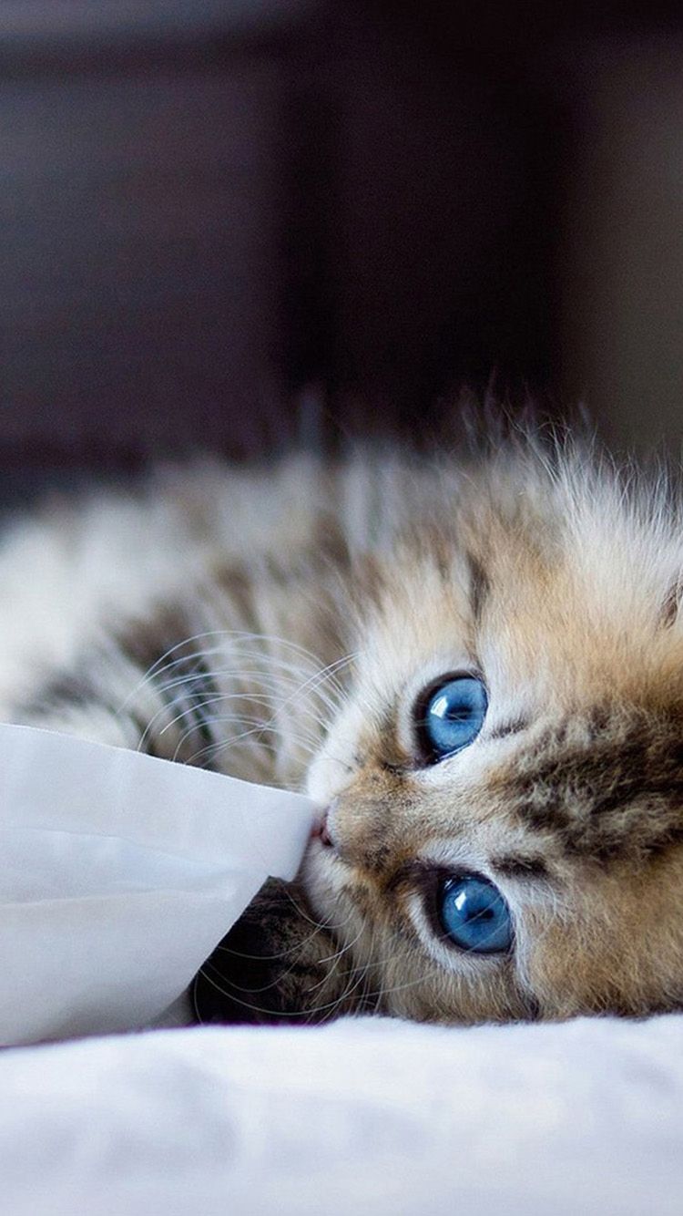 Kitten Wallpaper Iphone Cute Kitten Wallpaper Iphone 750x1334 Wallpaper Teahub Io