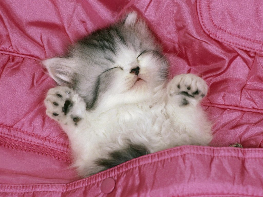 Collection Of Free Kitten Wallpaper On Hdwallpapers - Cute Kitten Sleeping - HD Wallpaper 