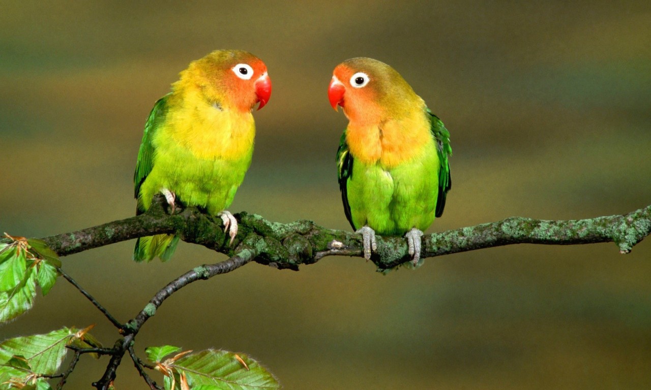 Love Birds Full Hd 1280x768 Wallpaper Teahub Io